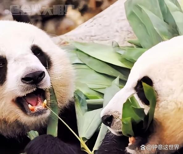 香港大熊猫年后展出,天天发车准时送达_123随叫随到