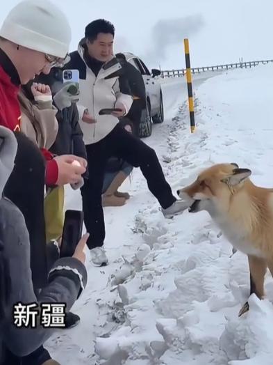 新疆野生狐狸被投喂,天天发车准时送达_123随叫随到