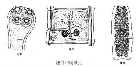 体内排出2.73米绦虫,专业的一站式物流信息网_123随叫随到