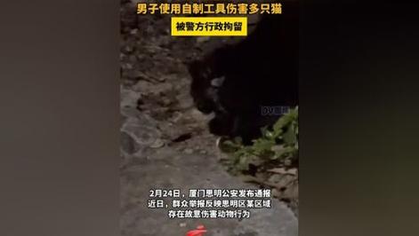 自制工具伤害多只猫,物流专线直达_123随叫随到