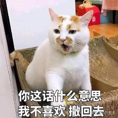 带狗取快递把猫打死,上门取货_123随叫随到